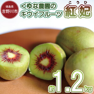 キウイフルーツ 1.2kg 紅妃 キウイ キウイ キウイ キウイ