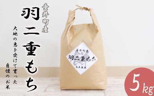 【令和7年産】 岐阜県産 羽二重もち 5kg  | 垂井町産 もちごめ もち米 餅米 精米 高品質 安心 安全 リピーター多数 贈答用 贈り物 ギフト プレゼント 人気