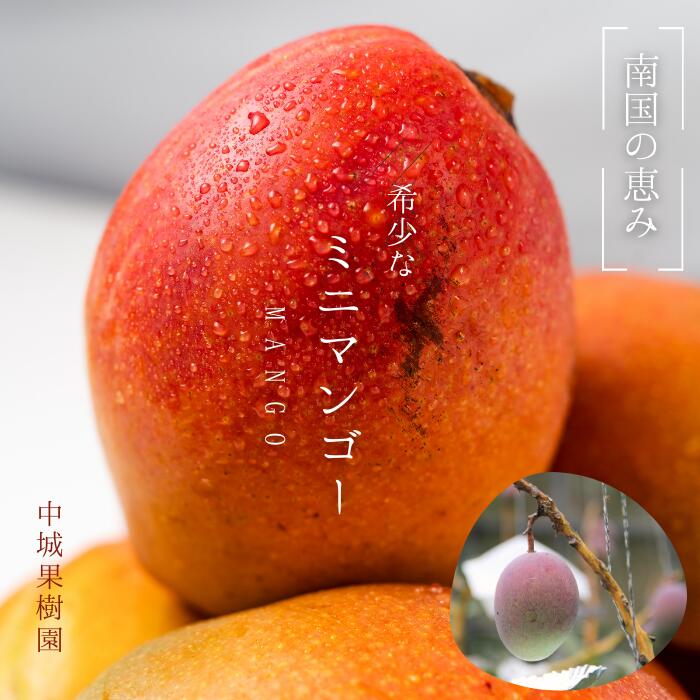 【ふるさと納税】中城果樹園ミニマンゴー　沖縄 特産品 完熟マンゴー フルーツ 果物 デザート スイーツ ジュース スムージー アイス シャーベット お土産 数量限定 希少