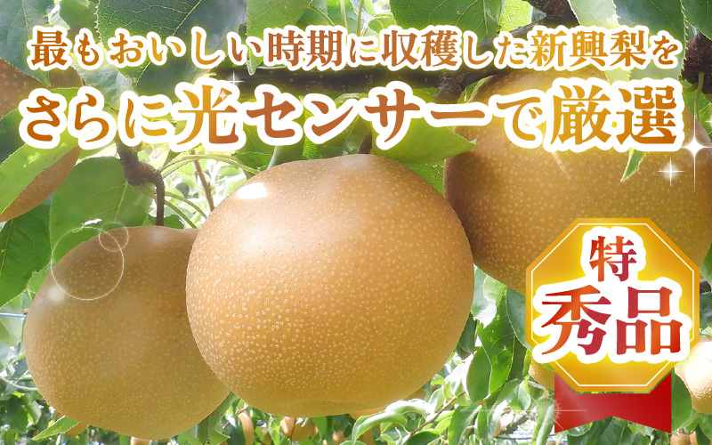 【先行予約】上野梨園の特選大玉 新興梨『特秀品』選び抜かれた逸品 3kg 光糖度センサー選果品 梨園直送！ / 期間限定 果物 フルーツ 農家直送 シャキシャキ もぎたて 旬 お取り寄せ ※2026年