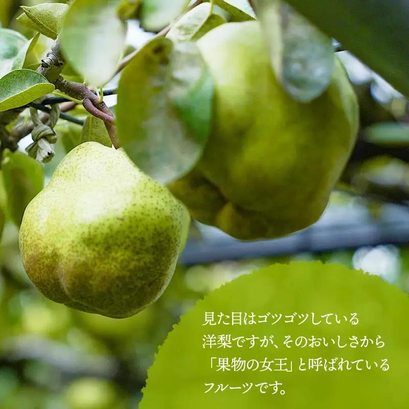 【令和8年産先行予約】 ラ・フランス　2L～3L　約2kg　(8～11玉)　 山形県鶴岡市産　佐藤農園