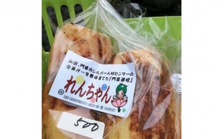門真れんこん『れんちゃん』2.0kg【 れんこん 大阪府 門真市 】