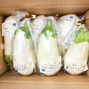 先行予約 白ナス6本 -  なす 茄子 1本200g以上 野菜 新鮮 美味しい グラタン シチュー ラタトゥイユ 洋食 和食 料理 お取り寄せ ふるさとのうぜい 故郷納税 5000円 返礼品 高知県 