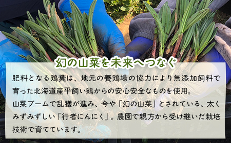 【2026年2月以降順次出荷】北海道豊浦産 行者にんにく 50g×20パック TYUF010 | にんにく