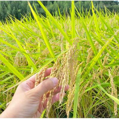 ふるさと納税 潮来市 【2ヵ月毎定期便】栽培期間中出来るだけ農薬を減らし作る かすみ米玄米10kg全6回 |  | 02