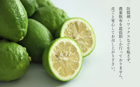 玉名市産 レモン 2kg 【 熊本玉名・みかん専門店より 】 | フルーツ 果物 くだもの 柑橘 れもん 玉名 たまな 熊本県 玉名市