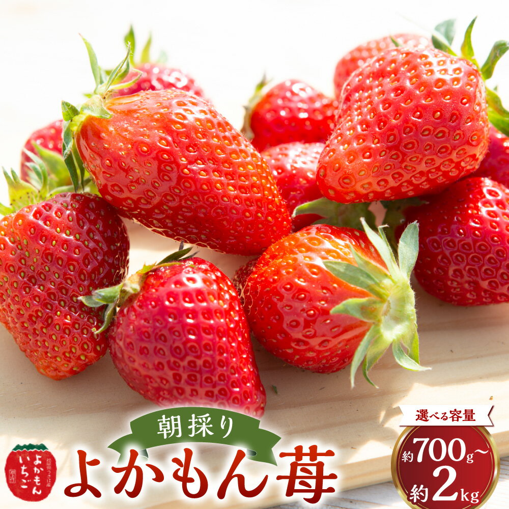 【ふるさと納税】 【選べる容量】 よかもんいちごの朝採りいちご 700g 1kg 2kg 朝採り いちご イチゴ 苺 フルーツ 果物 果実 くだもの デザート 福岡県 うきは市 送料無料 【2025年12月下旬～2026年4月下旬より順次発送】 順次発送予定