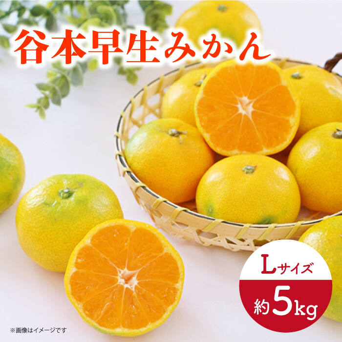【ふるさと納税】【先行予約】極早生（谷本早生） みかん Lサイズ 約5kg ー2025年10月より発送ー 長与町/山口農園 [EBI008] 谷本 極早生 みかん 温州みかん 柑橘 フルーツ 果物 季節限定 長崎県産 長与町 産地直送 先行予約