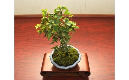 
                  かえで盆栽（小型サイズ）樹齢5年程度　【11100-0041】
                