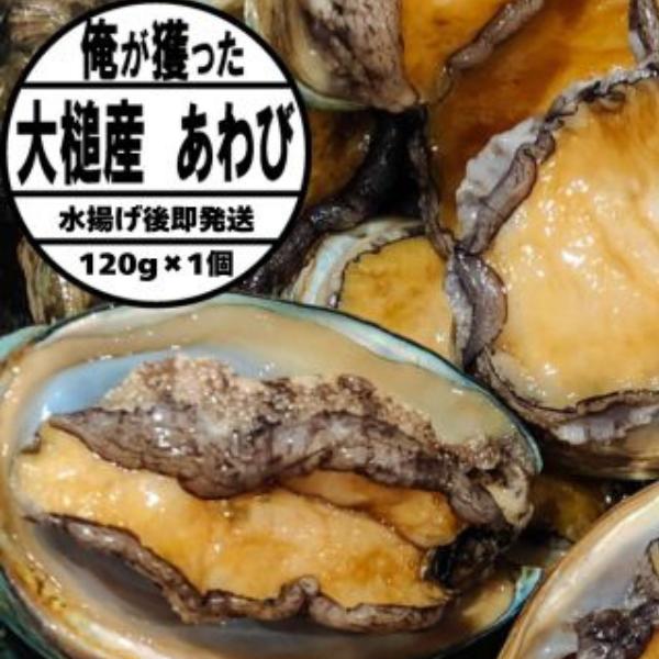【2026年11月～12月発送】三陸産天然活あわび 120g相当×1個【冷蔵】【35】｜冷蔵 三陸 岩手県 大槌町 あわび 人気 鮑 刺身 いわて iwate 2026 初栄丸