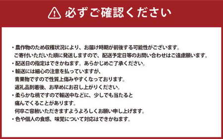岡山白桃 晩生 ロイヤル 3玉  計800g 【2025年8月下旬発送予定】 白桃 桃 もも モモ