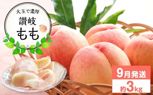 【先行予約】大玉で濃厚な讃岐もも 約3kg 9月出荷 品種おまかせ 【国産もも 桃 白桃 白鳳 あかつき 清水白桃 なつおとめ 川中島白桃 まどか 黄金桃 西大母 飯田桃園 さぬき市】