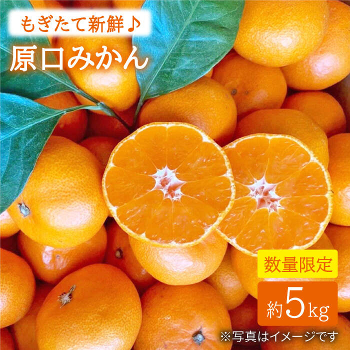 【ふるさと納税】【数量限定】【もぎたて新鮮】原口みかん 約5kg＜中尾果樹園＞ [CEL001] みかん 蜜柑 ミカン 西海みかん 温州みかん 果物 フルーツ 贈答 ギフト プレゼント 甘い ジューシー