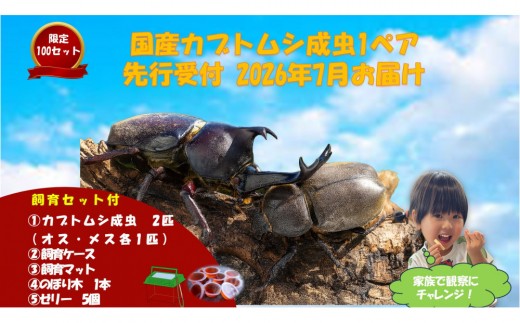 
                  《先行受付・2026年7月お届け》【虹色Farm】国産カブトムシ成虫1ペア(飼育キット付) ｜京都 オオカブト 人気［ カブトムシ 国産 成虫 オス メス 飼育キット付 ケースマット のぼり木 ゼリー  人気 おすすめ 自由研究 夏休み 体験 自然 昆虫 虫 お取り寄せ 通販 送料無料 ふるさと納税 ］
                