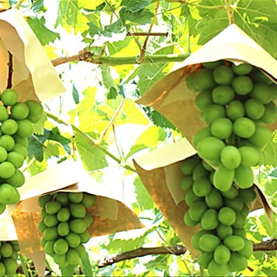 特選大房シャインマスカット1房(約700～800g) ふるさと納税【配送不可地域：離島・沖縄県】