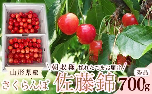
            【先行予約】 令和8年産 さくらんぼ 佐藤錦 Lサイズ以上 秀品 700g （350g×2パック） 2026年産 山形県産【2026年6月上旬頃～6月下旬頃発送予定】※配送不可 沖縄・離島　022-A-RF003
          