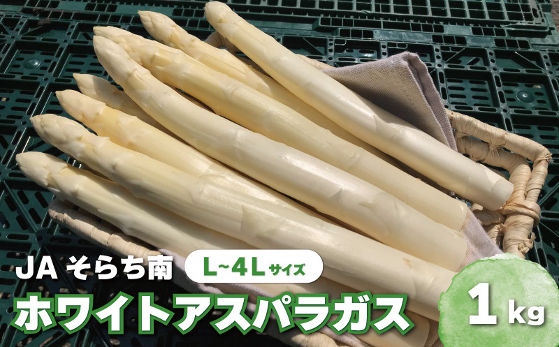 
            春一番！JAそらち南の味覚「ホワイトアスパラガス」L～4L 1kg前後　C012
          