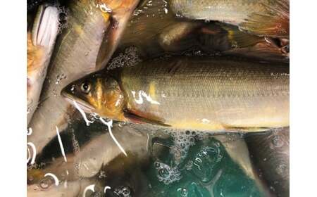 【生鮎解禁】四万十川上流の天然釣り鮎 1.3kg（冷蔵6～22尾）着日指定不可 あゆ アユ 塩焼き 鮎 Esj-33k 