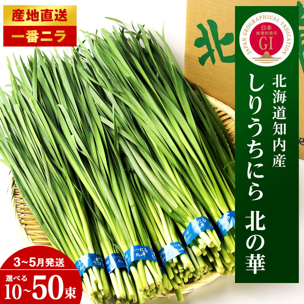 【ふるさと納税】【2026年発送予約】知内産 1番ニラ！！「北の華」選べる10束〜50束【JA新はこだて】ニラ 野菜 にら 北海道産 北の華 知内町 ふるさと納税