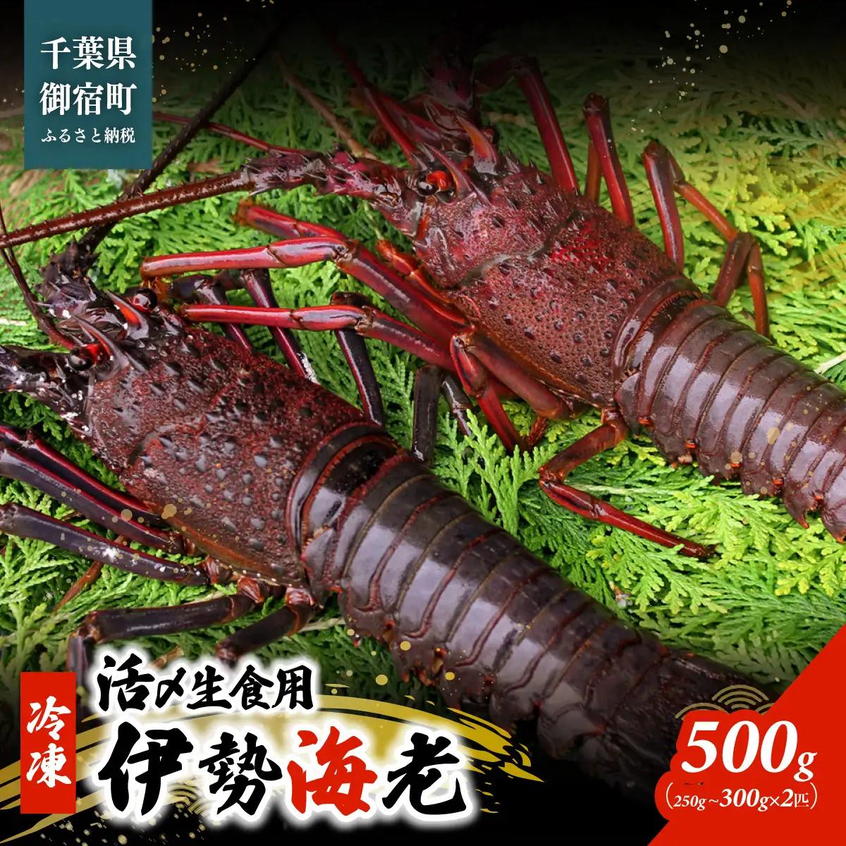 活〆生食用伊勢海老（冷凍）５００ｇ（２５０～３００ｇ）×２匹 /  ONJB015　伊勢海老　海老　イセエビ　生食用