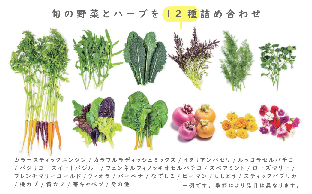 【定期便】彩り野菜と香るハーブセット　１２回お届けセット　　[野菜セット 野菜詰め合わせ]