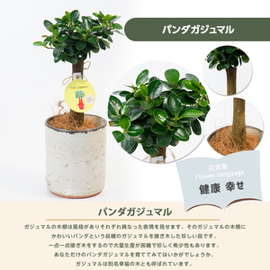 【観葉植物】前園植物園 と 指宿 の 陶芸家 コラボ パンダガジュマル 35cm～45cm  陶器鉢 カバー入り 前園植物園 IB002-008 観葉植物 観葉植物 ※北海道・沖縄・離島配送不可