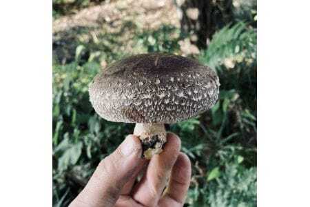 【大阪能勢特産】 【シェフ監修】 【パスタソース】 原木しいたけソース2本セット