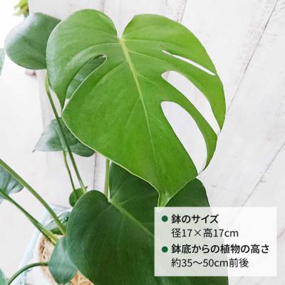 ふるさと納税 糸島市 モンステラ cocoha [AWB018] 観葉植物 室内 |  | 01