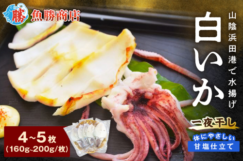 大きな「白いか一夜干し（4枚～5枚）」 白いか 一夜干し 干物 干もの 御中元 御歳暮 ギフト 新鮮 厳選 海鮮 セット 個包装 魚介類 【136_1998】