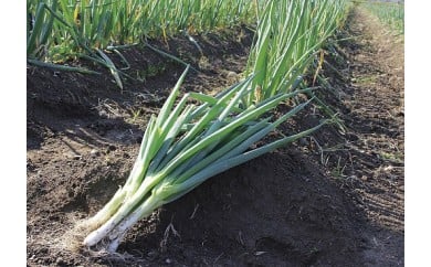 髙本さんちの土付き岩津ねぎ3㎏ 岩津ねぎ いわつねぎ ねぎ ネギ 長ネギ 長ねぎ 冬季限定 朝来市限定 甘い 太い 軟らかい すき焼き 天ぷら 焼きねぎ 鍋物 メディア紹介多数！