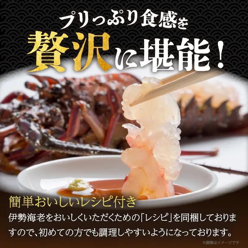 先行予約≪数量限定≫伊勢海老(計1kg) えび 魚介 海鮮 国産_T013-0015