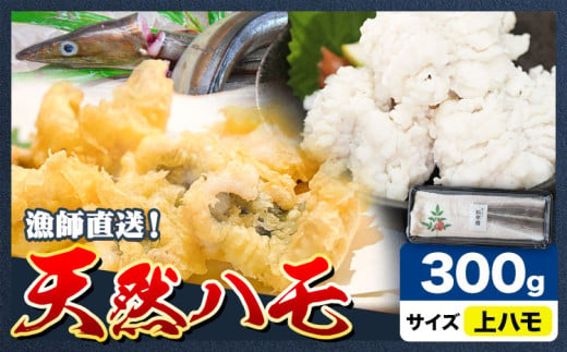 産地直送！ハモ 上ハモ 300g《7月上旬-9月末頃出荷》熊本県 葦北郡 津奈木町 平国丸 旬 旬の魚 鰻 鱧 湯引き 天ぷら 新鮮 上