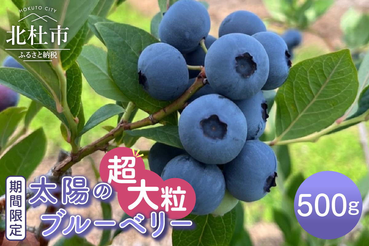
            ＼お申込み終了間近！／【2025年発送】【超大粒】山梨県産（明野産）生果　ブルーベリー500g　ブルーベリー 超大粒 期間限定  500g  無農薬 フルーツ 生果 生果実 山梨県 北杜市 明野町
          
