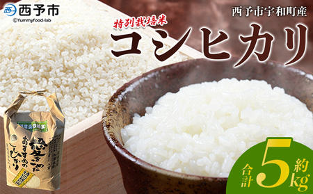 ＜令和7年産 西予市宇和町産 特別栽培米コシヒカリ 5kg＞ お米 コメ こめ 白米 精米 ご飯 白飯 ごはん ライス 穀物 こしひかり コシヒカリ 朝食 低農薬 特産品 愛媛県産 西予市産 宇和町産 三好フク 愛媛県 西予市 【常温】『1か月以内に順次出荷予定』UMH0002