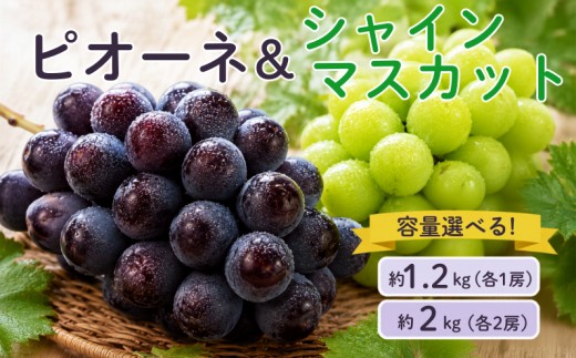 
                  容量選べる！ピオーネ＆シャインマスカット 岡山県新見市 大原観光果樹園 【先行予約 2026年9月中旬から順次発送】
                