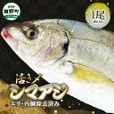 【ふるさと納税】～四国一小さなまち～ 活き〆天然縞鯵 約1kg 1尾（エラ・内臓除去済）活き締め 1キロ あじ アジ 刺身 なめろう お寿司 アジフライ 南蛮漬け 新鮮 魚 海鮮 国産 お取り寄せ 天然 おかず 和食 冷蔵 配送 故郷納税 ふるさとのうぜい 高知県 高知 田野町 返礼品