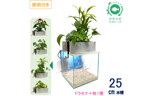 せせらぎビオトープ　25cm型基本+照明セット（ドラセナ＋他1種）