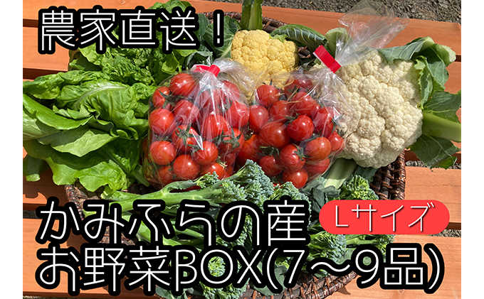 【令和7年産】農家直送！ミニトマト500g入り！朝採れ新鮮夏野菜ボックスL（7～9品入り） セット 詰合せ