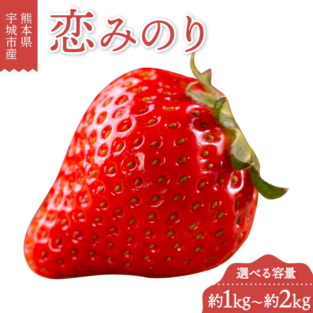 【ふるさと納税】先行予約 宇城市産 恋みのり イチゴ 約1kg 約1.5kg 約2kg 1パックあたり約250g 【選べる容量】 いちご 苺 果物 くだもの フルーツ 冷蔵 九州 熊本県 宇城市 送料無料 合同会社たべたせいか 【2027年4月上旬から4月下旬順次発送予定】