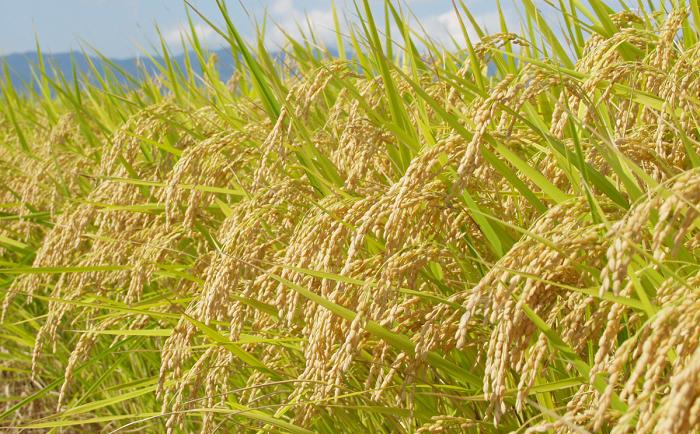 【先行予約】＜令和7年産米＞「幻の米 コシヒカリ」5kg×5回 (7-76) 定期便5kg×5回