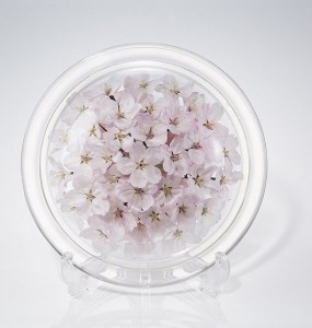 桜のボトルフラワーM（久留米絣敷物付き）_桜 ボトルフラワー M 久留米絣 敷き物付き 皿型 インテリア かわいい おしゃれ 桜の花 ソメイヨシノ ドライ加工 まるで生花 お手入れ簡単 ギフト 入学祝