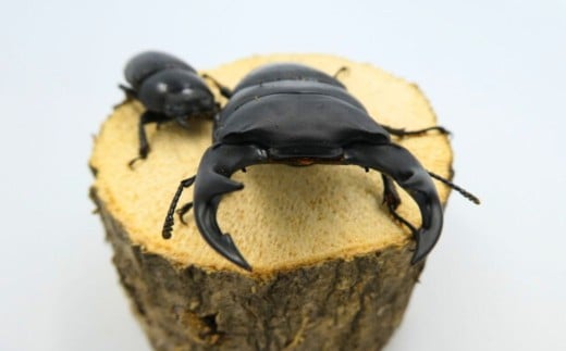 クワガタ オオクワガタ 成虫 オス メス ペア飼育セット付 | クワガタ オオクワガタ 昆虫 夏休み 子ども セキネビートルどっとこむ 群馬県 前橋市