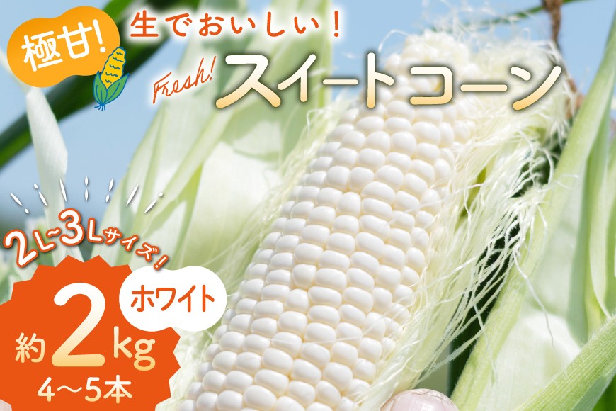 
                  AJ453【令和8年度出荷分】 とうもろこし スイートコーン ホワイト 2L〜3Lサイズ 4本〜5本 約2kg [ トウモロコシ コーン ホワイトコーン 野菜 2キロ さかいさんち SAKAI FARM 長崎県 島原市 ] 
                