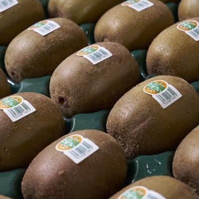 ふるさと納税 直方市 【先行受付】福岡限定!ブランドキウイ「甘うぃ(あまうぃ)」約1.5kg箱(12-15玉)(直方市) |  | 01