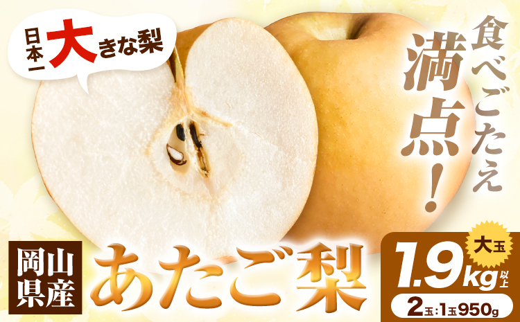 【先行予約】岡山県産 あたご梨 1.9kg以上 大玉2個入り 1玉 950g以上  令和8年産 《2026年11月下旬-12下旬頃出荷》【配送不可地域あり】