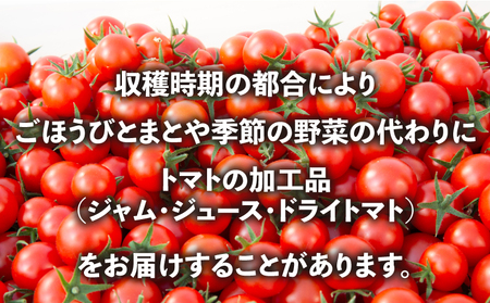 定期便 季節 野菜 詰め合わせ 500g 6ヶ月 連続お届け 果物 産地直送 朝どれ 詰め合わせ とれたて 濃厚 ごほうびとまと 風の子ファーム ﾌﾙｰﾂﾄﾏﾄ ほうれんそう 白菜 ｷｬﾍﾞﾂ ﾌﾞﾛ