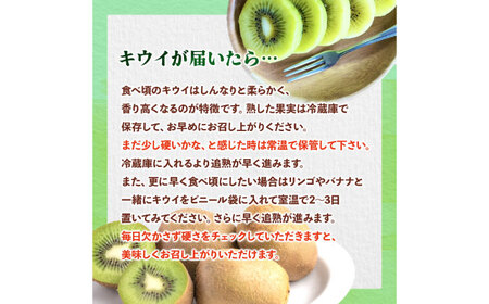 福岡限定品種キウイ「甘うぃ」約1.3kg〜約1.5kg／2026年11月頃より発送予定 桂川町/一般社団法人地域商社ふるさぽ[ADCF013]