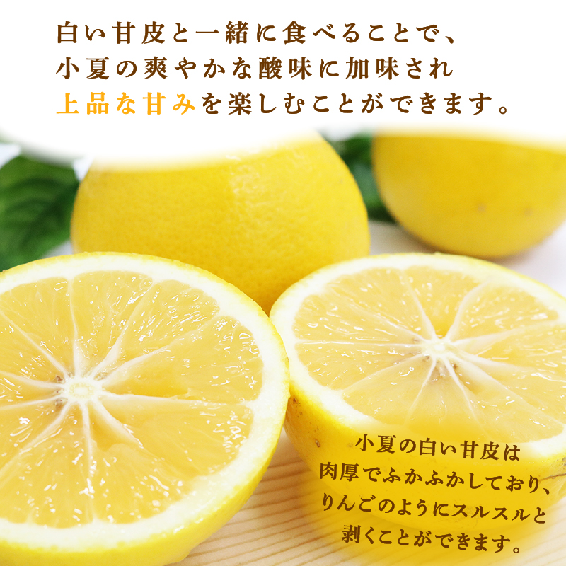 訳あり 小夏 2.5kg 柑橘 フルーツ 果物 期間限定 旬の果物 ご家庭用 生産者 農家 直送 5000 円 高知県 室戸市