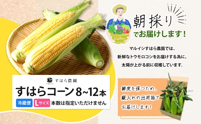 朝採り とうもろこし すはらコーン 8～12本 トウモロコシ イエロー 玉蜀黍 コーン 野菜 旬 夏野菜 甘い 朝採れ 人気 自家用 ギフト 手土産 贈答用 お取り寄せ 産地直送 産直 送料無料 マル