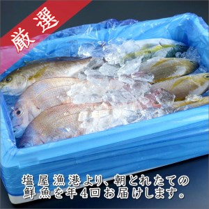 御坊産鮮魚セット 2.5kg 【定期便】(年4回お届け)